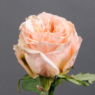 Роза Шиммер