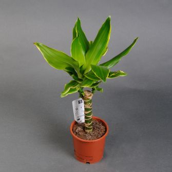 Драцена Golden Coast