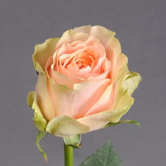 Роза Гравити