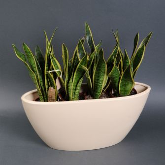 Сансевиерия в бежевом кашпо-лодке