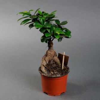 Фікус Джинсенг