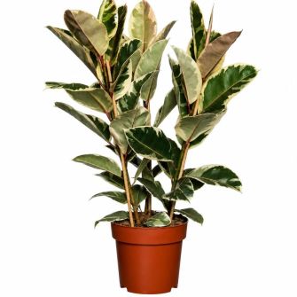 Фікус Ficus Elastica d25 h130