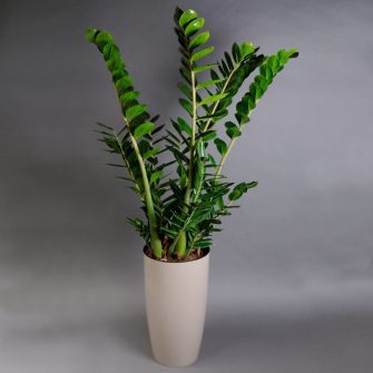 Замиокулькас в кашпо