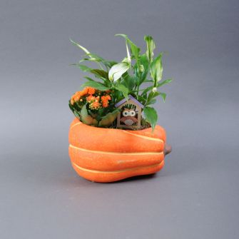 Plant composition in a ceramic pot Pumpkin 21-30