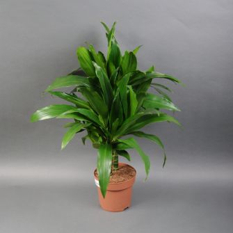 Dracaena 80 cm