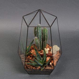 Композиція із сукулентів