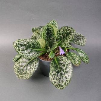 Streptocarpus 30 cm