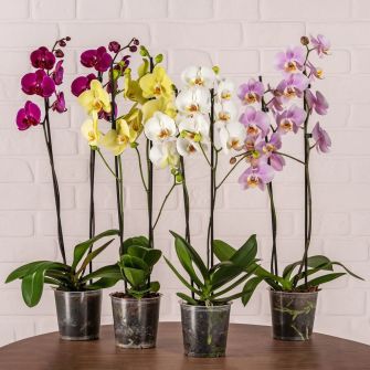 Фаленопсіс Phalaenopsis Mix 2 Tak d12 h80