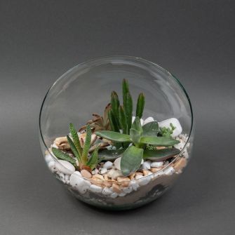 Флорариум из суккулентов №24