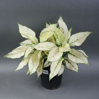 Аглонема Aglaonema B.j. Freedman d17 h60