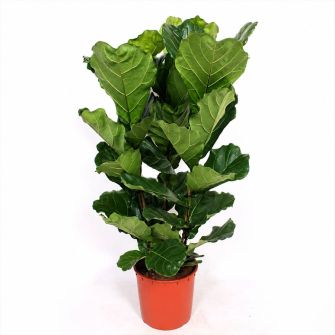 Фікус Ficus Lyrata d35 h120