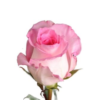 Троянда Мандала