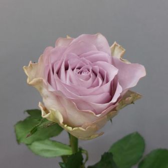 Троянда Меморі Лейн 50 см лілово-чайна