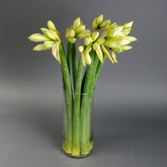 Amaryllis in a vase