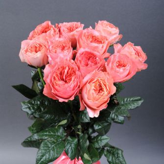 11 roses Candy Expression