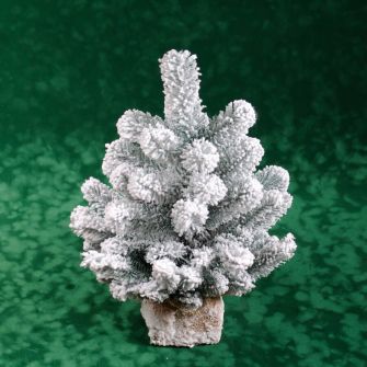 Blue Christmas tree Alaska snow-covered 47cm