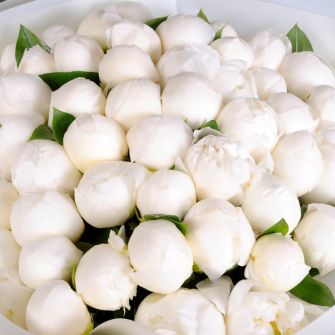 51 біла півонія