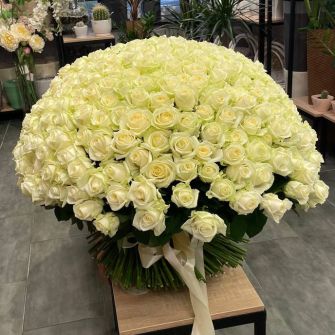 Букет из 301 розы Аваланч