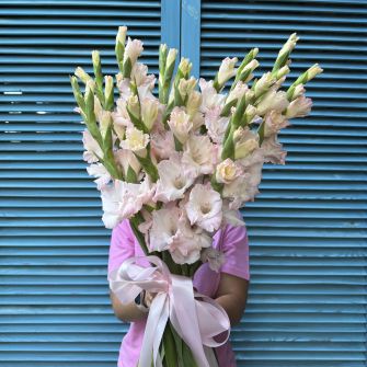 Bouquet of soft pink gladioli