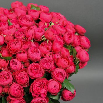 Букет із 29 вишневих троянд спрей Черрі Трендсеттер