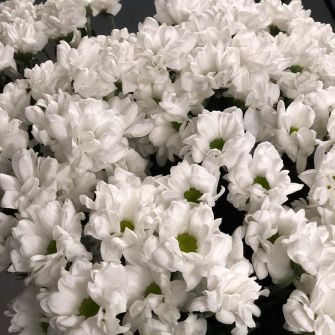 Bouquet white chrysanthemum