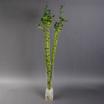 Bamboo in vase