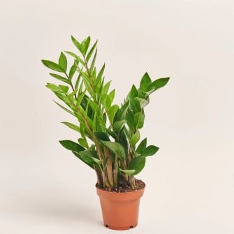 Заміокулькас Zamioculcas d14 h50