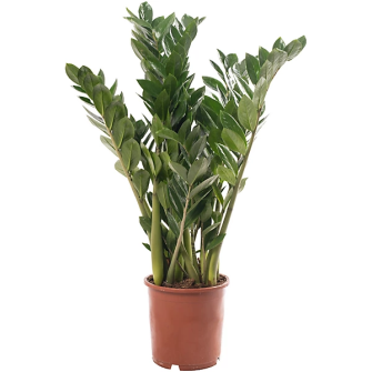 Заміокулькас Zamioculcas 45 см
