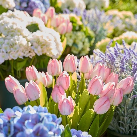 Мова квітів: що означає кожен тип квітів