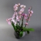 Орхидея в кашпо - Фото 7