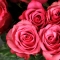 25 троянд Лола - Фото 4
