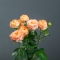 Троянда Оранж Трендсеттер - Фото 3