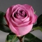 Троянда Діп Перпл  - Фото 3
