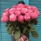 Букет із 25 рожевих троянд Кантрі Блюз - Фото 2