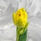 Тюльпан півонієподібний жовтий - Фото 3