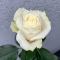 Троянда Аваланч - Фото 2