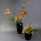 Квіти у вазі Занзібар-Куркума - Фото 2