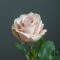Троянда Квік Сенд - Фото 3