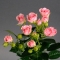 Троянда Грація спрей - Фото 3