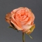 Троянда Кантрі Хаус - Фото 1