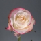 Троянда Світнес - Фото 2