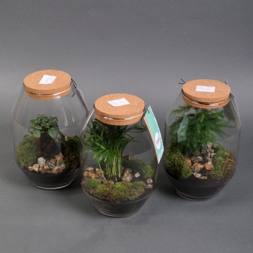 Флораріум в асортименті