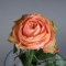 Троянда Кахала - Фото 6