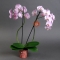 Орхідея Фаленопсис в асортименті - Фото 3