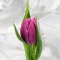 Тюльпан півонієподібний фіолетовий - Фото 1