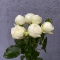 Троянда Сноу Ворлд - Фото 1