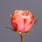 Троянда Кахала - Фото 4