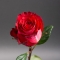 Троянда Ігуазу - Фото 2