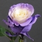 Троянда Еквадор фарбована - Фото 1
