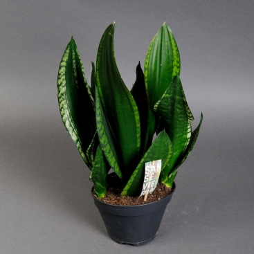 Sansevieria 